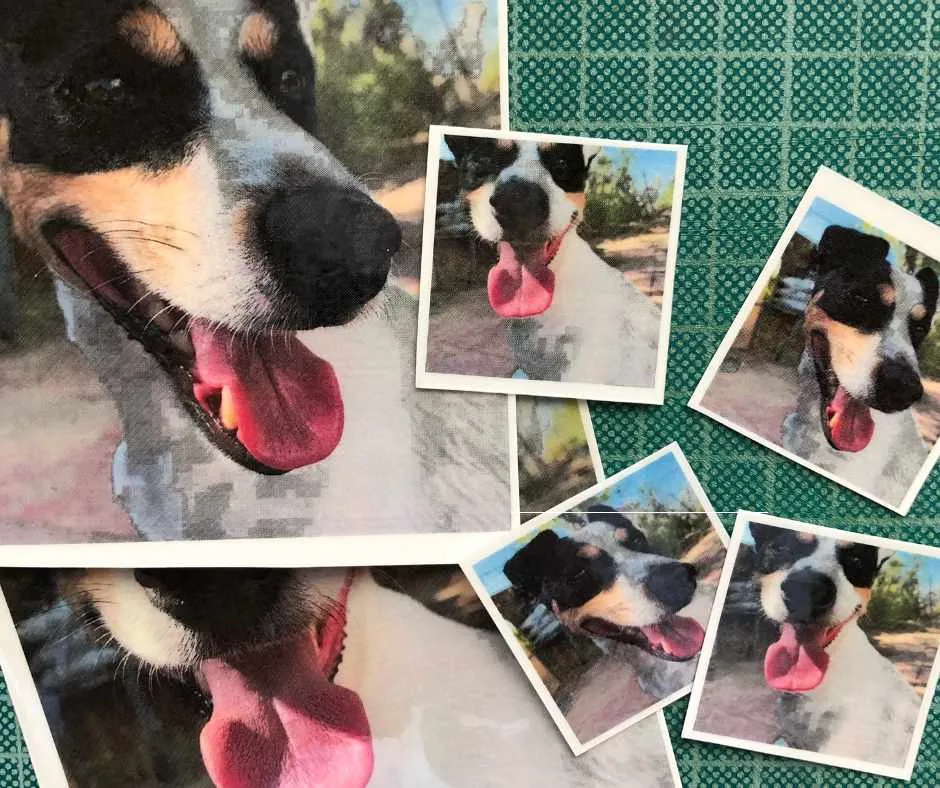 Tatuaje temporal personalizado con foto de mascota