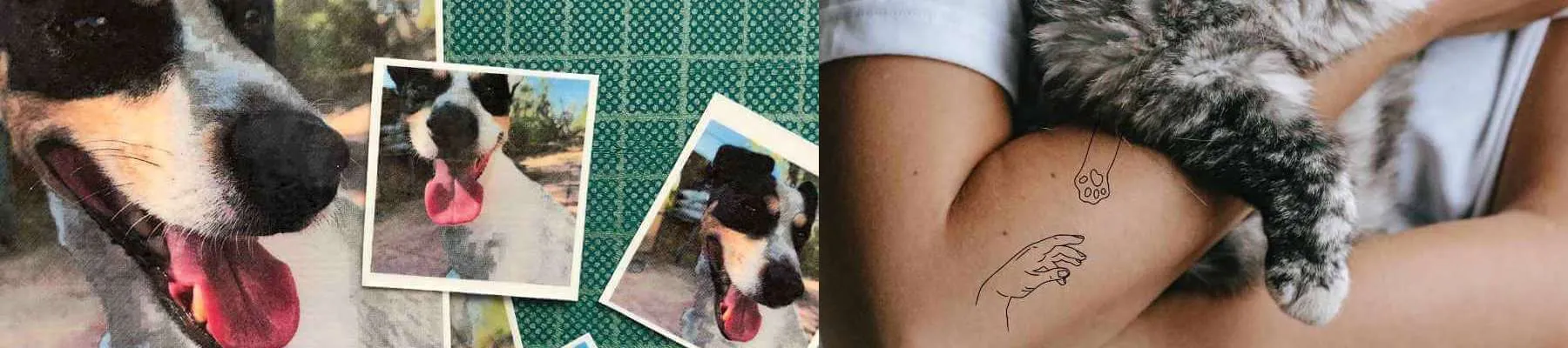 Animais de estimação